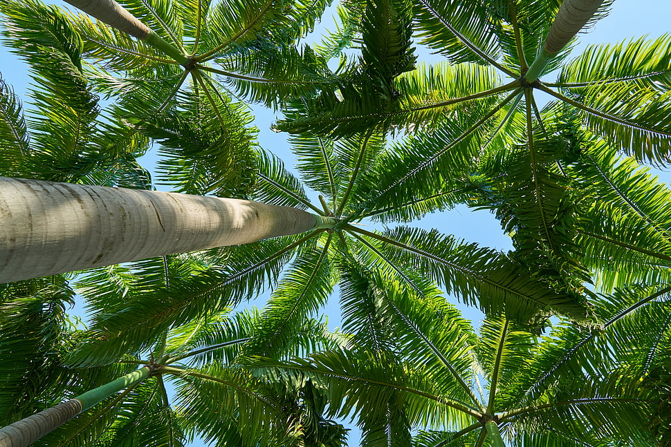 low angle photo of green coconut trees during daytime HD wallpaper