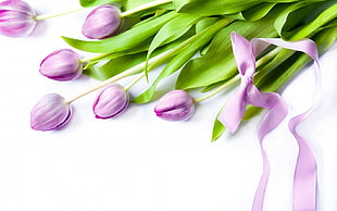 disarranged purple tulips on white surface with ribbon tie HD wallpaper