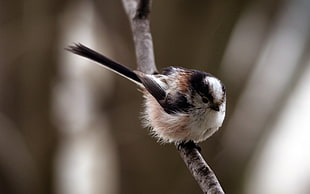 shallow focus photography of brown and black bird on tree branch