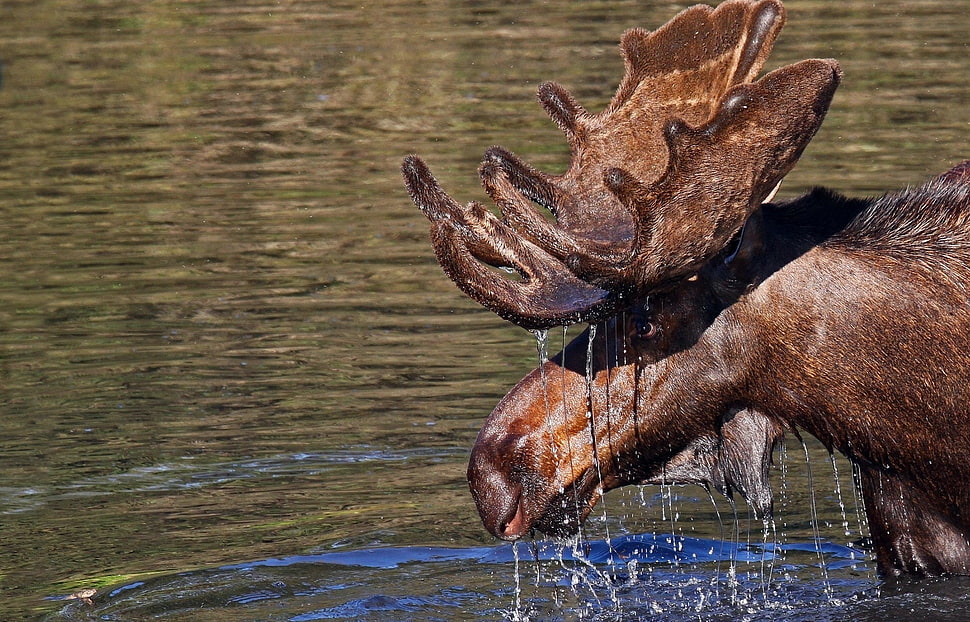 brown Moose on river during daytime HD wallpaper