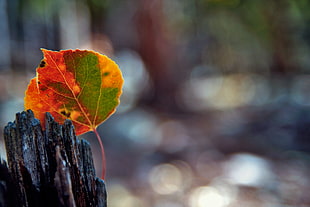 selective focus photography of green and brown leaf