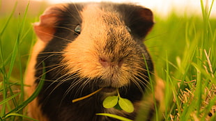 closeup photo of Guinea pig on grass HD wallpaper