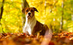 white and red English pointer HD wallpaper