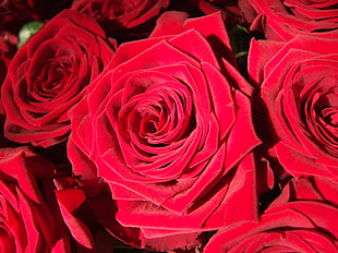 Banaue Rice Terraces, Rose, Bud, Red