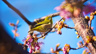 shallow focus photography of green bird in tree branch with purple flowers HD wallpaper