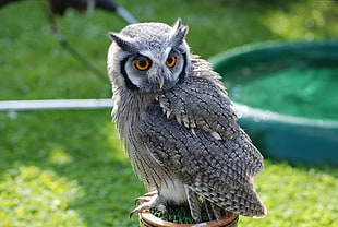 gray and black owl standing on branch