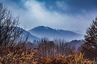 orange grasses, forest