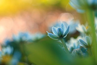 blue flower during day time