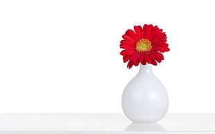white ceramic vase and red multi-petaled flower HD wallpaper