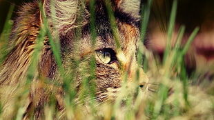 black and brown cat, animals, cat