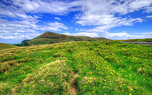 yellow flower field, landscape, sky, nature, clouds