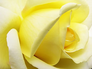 macro photography of yellow petaled flower