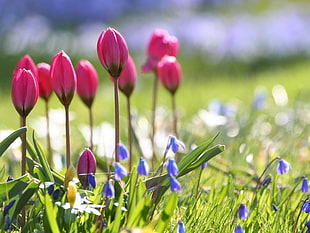 selective focus photo of pink tulip