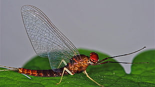 close-up photography of icheneumon wasp on green leaf plant