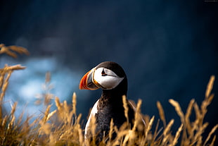 focus photography of Atlantic Puffin HD wallpaper