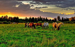 photo of herd of brown and white horse on green grass during day time HD wallpaper