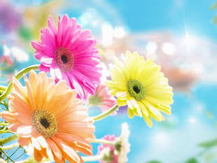 three pink, orange, and yellow petaled flowers