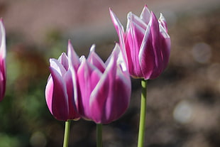 tilt-shift photography pink tulips flowers HD wallpaper