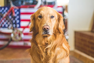 adult dark Golden retriever