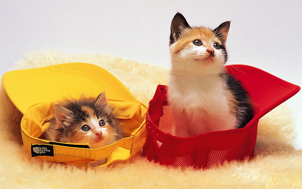 two tricolor kittens sits on red and yellow snap-on caps photo HD wallpaper