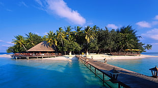 brown wooden dock, landscape, Maldives, palm trees, pier HD wallpaper