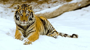 Tiger on snowfield HD wallpaper