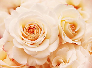 white roses photography HD wallpaper
