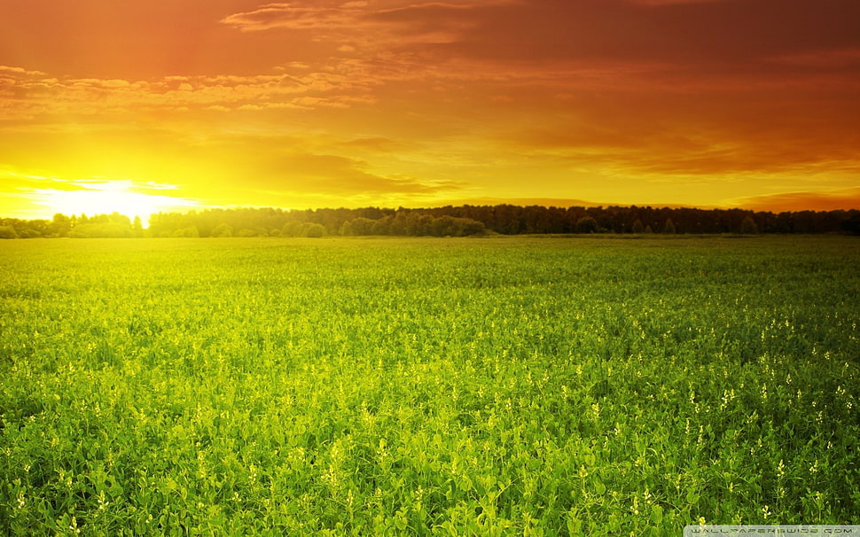 Green plant, field HD wallpaper | Wallpaper Flare