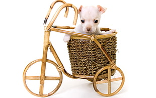 short-coated white puppy with brown wooden trike HD wallpaper