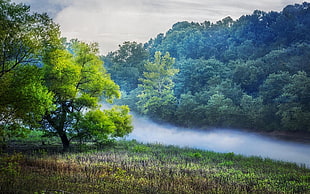 green tree, nature, landscape, mist, river HD wallpaper