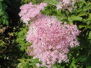 purple clustered flowers