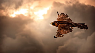 brown falcon, bird of prey, animals, birds