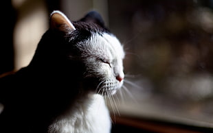 selective focus photo of white and black cat