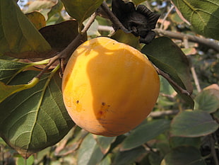 orange citrus fruit