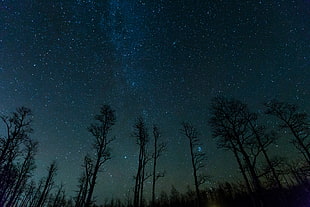 green trees, Starry sky, Trees, Stars