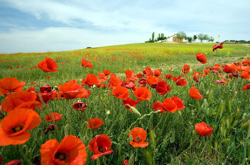 red flower field HD wallpaper