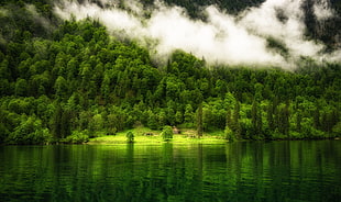 green leafed trees, nature, landscape, Germany, lake HD wallpaper