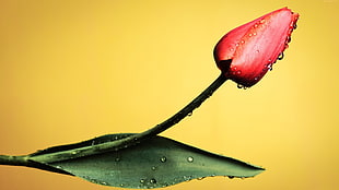 red tulip flower with water dew HD wallpaper