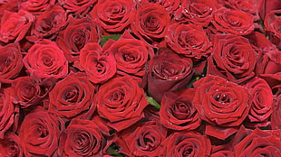 red rose lot HD wallpaper