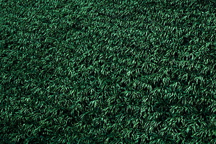 green turf, Grass, Lawn, Plants