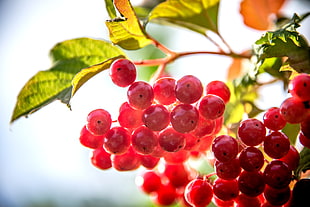 red cherry fruits HD wallpaper