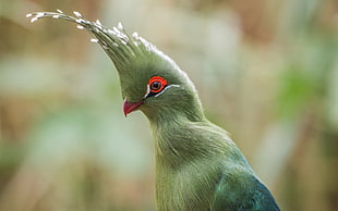 green and red short-beak bird