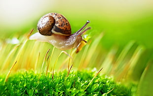 selective focus photography of brown snail