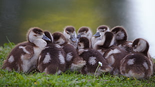 flock of ducklings