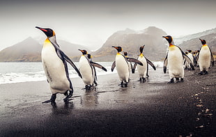 white-and-black penguins, penguins, animals HD wallpaper