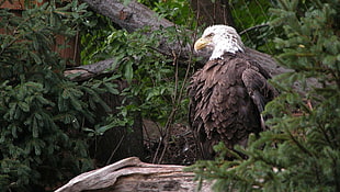 bald eagle, eagle, bald eagle, animals