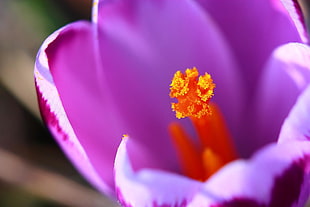 purple and red flower