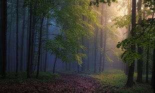 white and green floral textile, morning, forest, mist, path