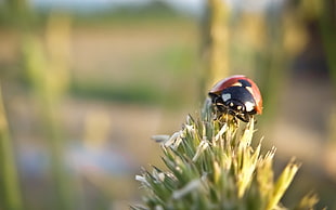 closeup photography of Ladybird on green leaf plant