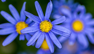 closeup photo of purple petaled flower in blossom HD wallpaper